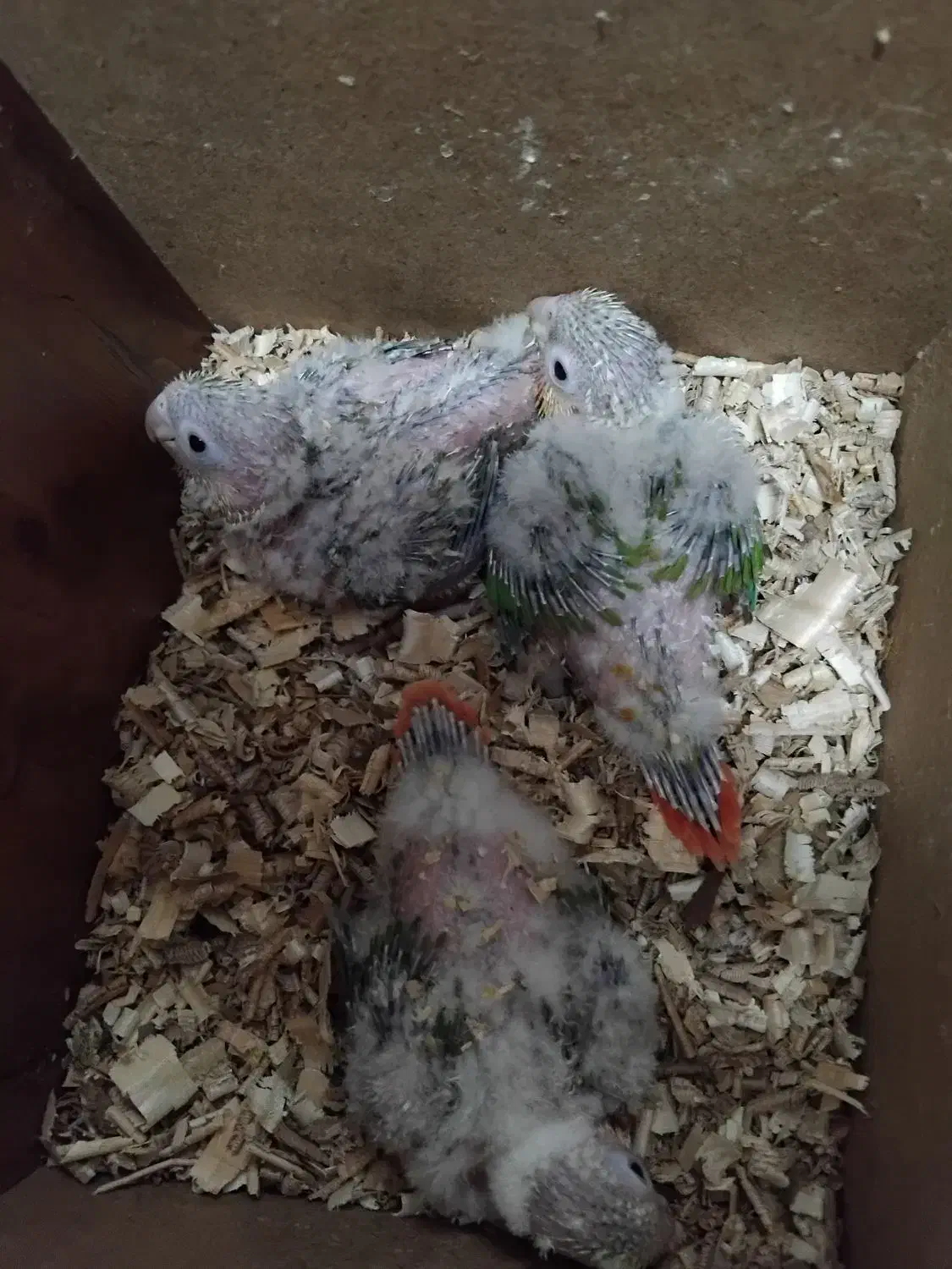 اناناسی رد با کیفیت|پرنده|کاشمر, |دیوار