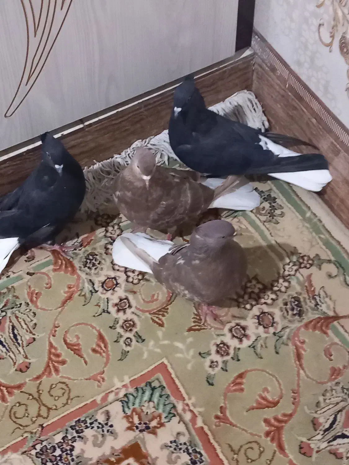 کبوترماده|پرنده|باوی, |دیوار