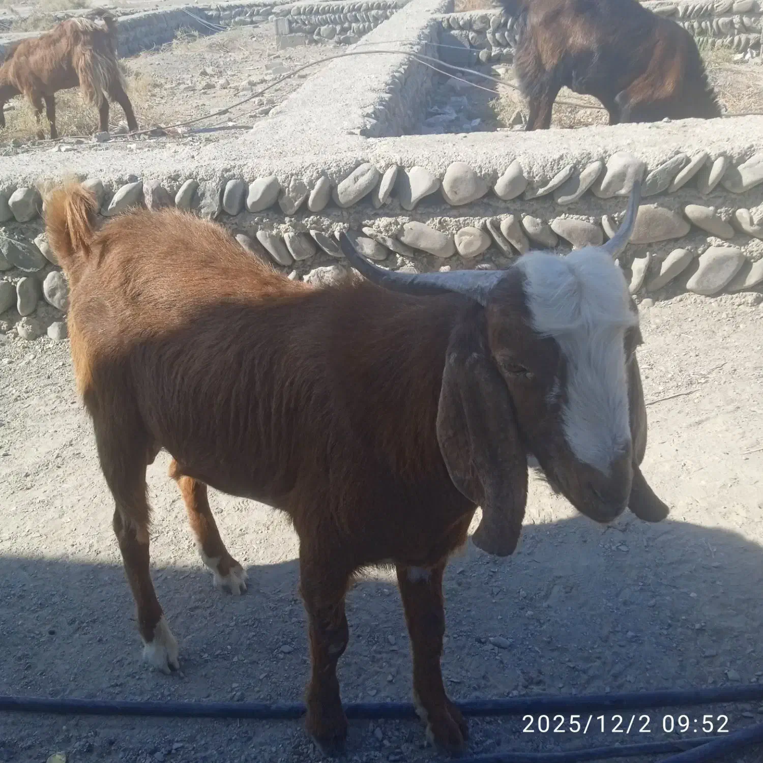 بزن نر|حیوانات مزرعه|قصرقند, |دیوار