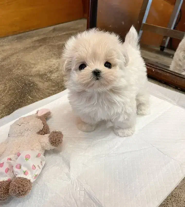 توله سگ جیبی مالتیز|سگ|تهران, پونک|دیوار