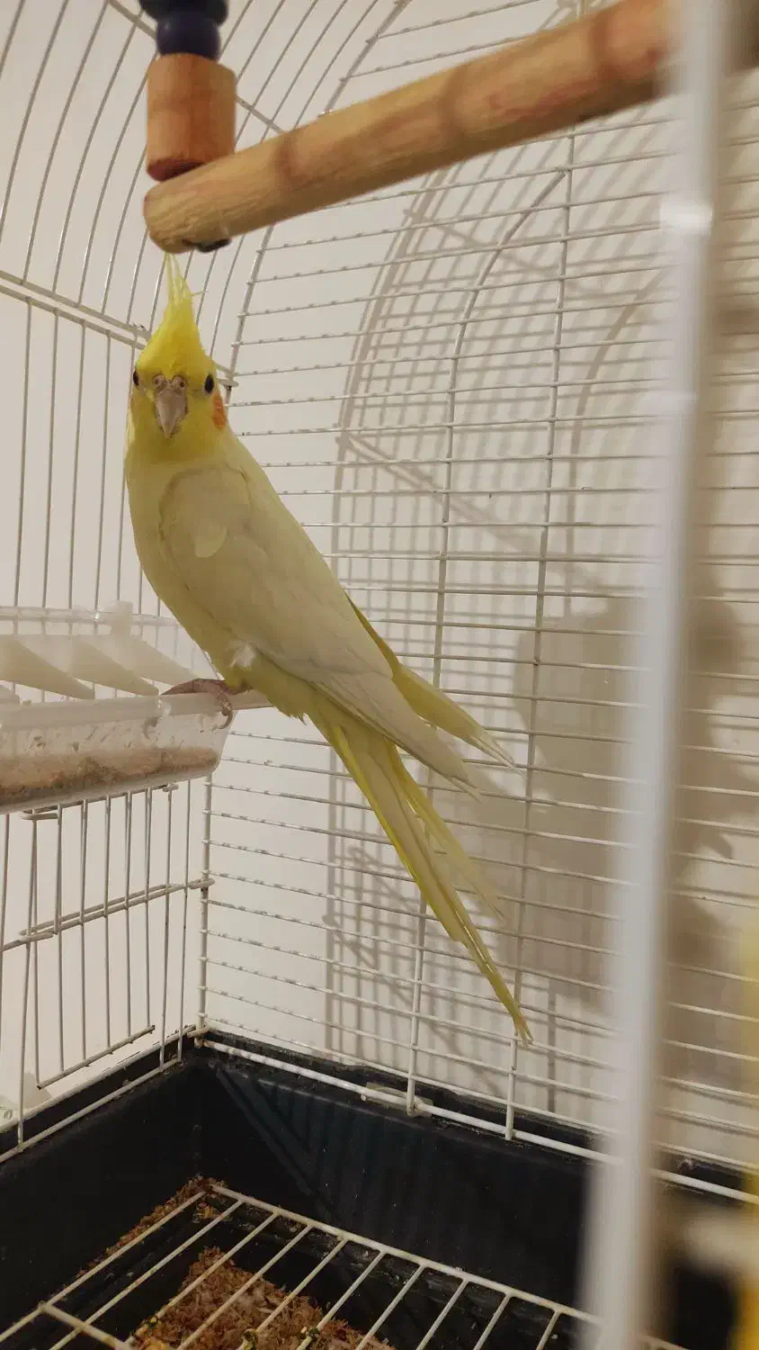 عروس هلندی|پرنده|مشگین شهر, |دیوار