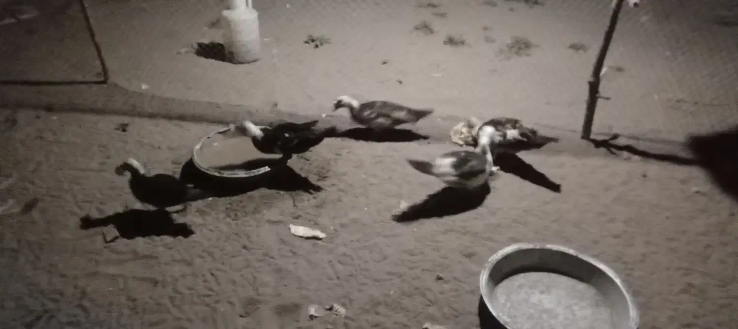 اردک ایسرایلی  اردک دورگه|حیوانات مزرعه|چاف و چمخاله, |دیوار