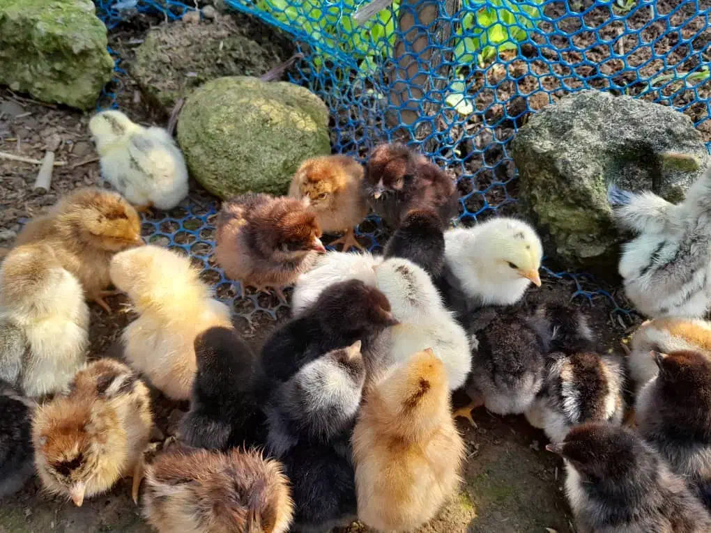 جوجه محلی اصیل گیل. عروس هلندی.خروس برهما|حیوانات مزرعه|رشت, شهرک احمد خمینی|دیوار