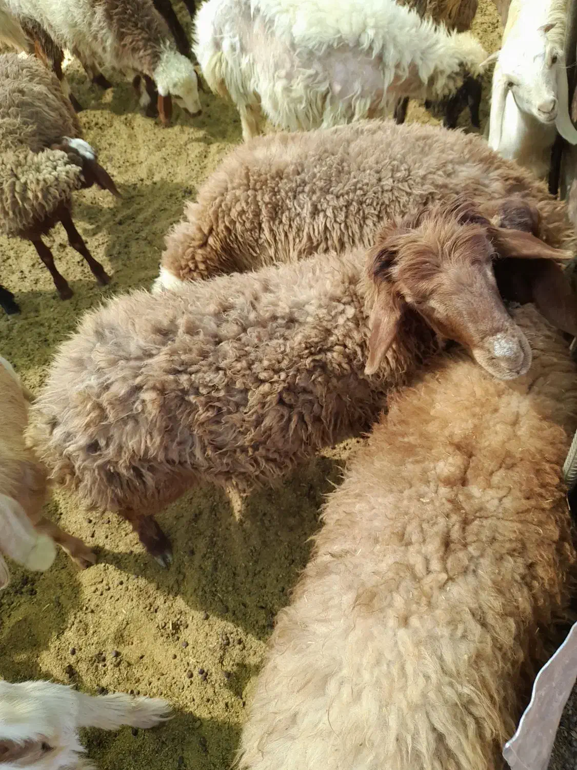 ۱۲بره نر شیری کشتاری هم پای پروار|حیوانات مزرعه|کوهدشت, |دیوار