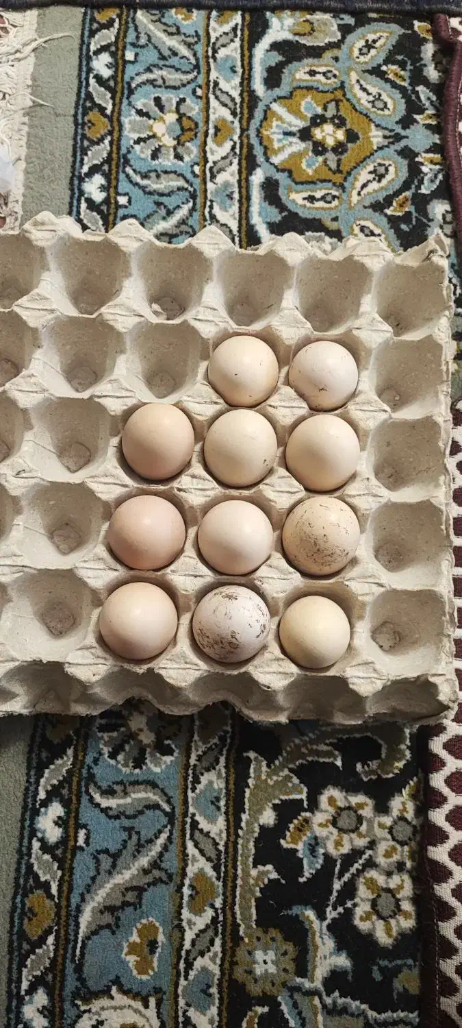 تخم لاری اصیل|حیوانات مزرعه|اردبیل, |دیوار