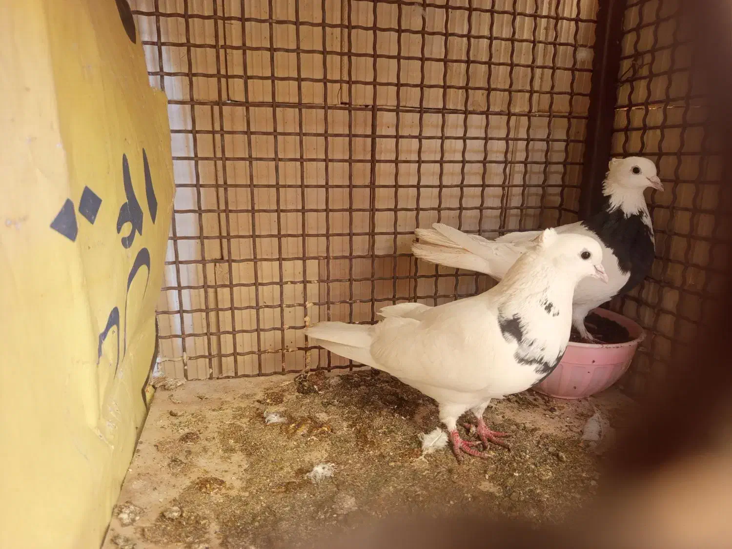 فروشی|لوازم جانبی موبایل و تبلت|سیرجان, |دیوار