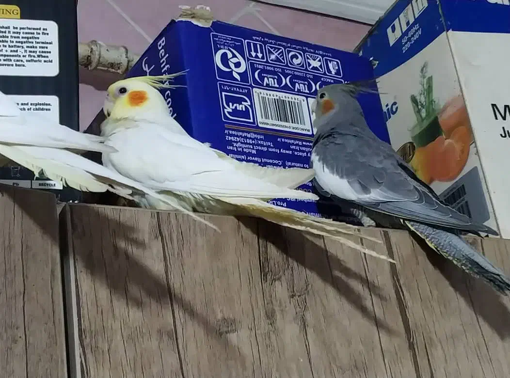 فروش عروس پاریس|پرنده|کارون, |دیوار