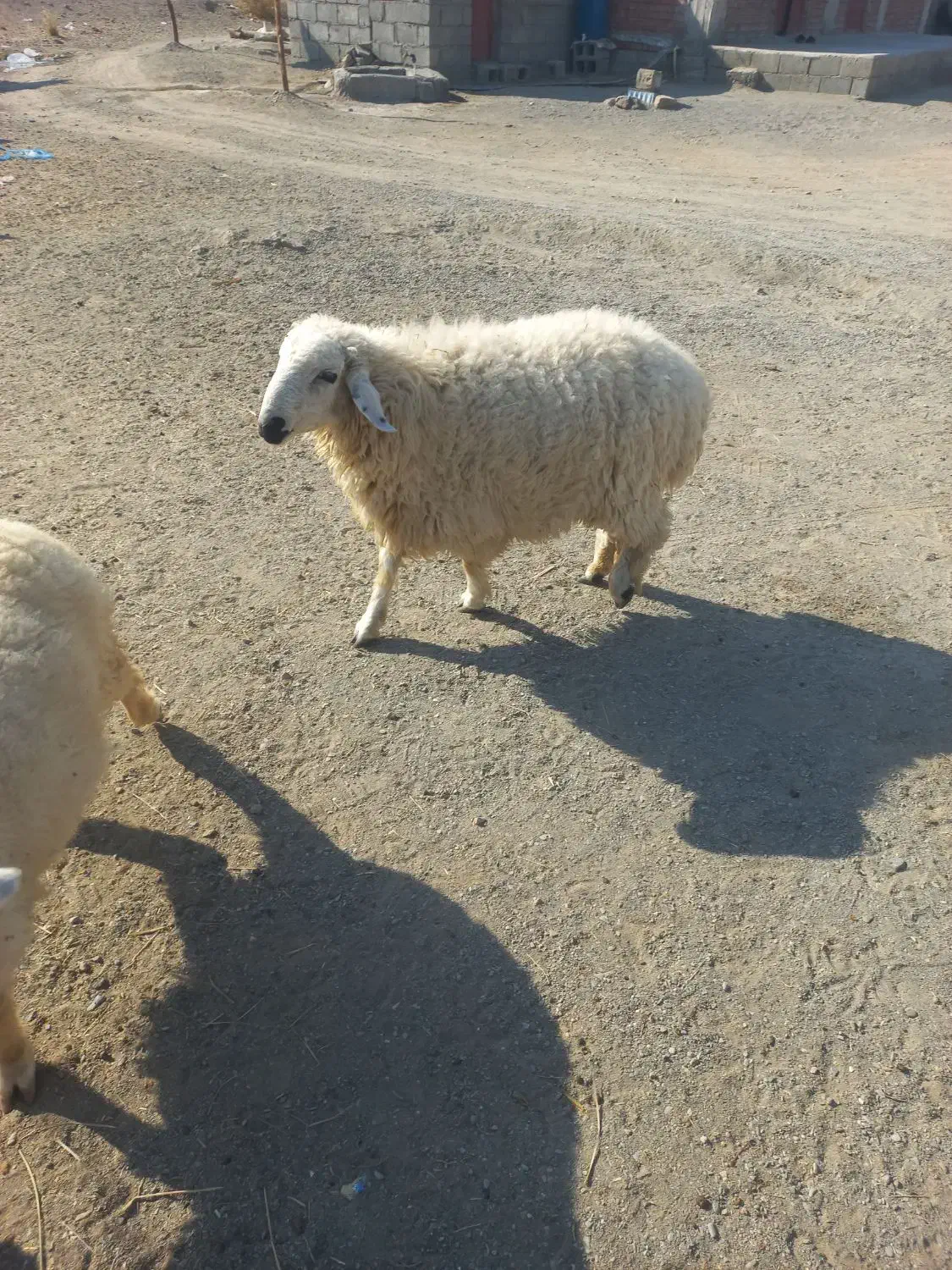 بره نر ۸-۹ماهه فاریاب|حیوانات مزرعه|فاریاب, |دیوار