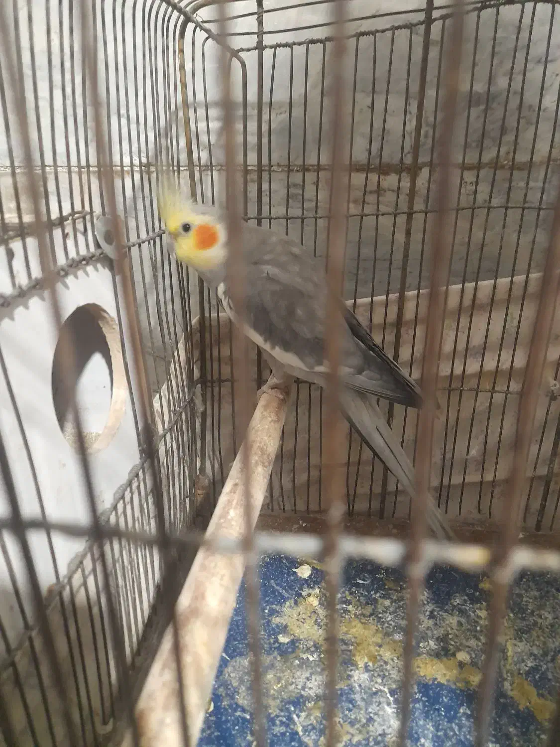 حراج عروس هلندی|پرنده|ری, عباسآباد|دیوار