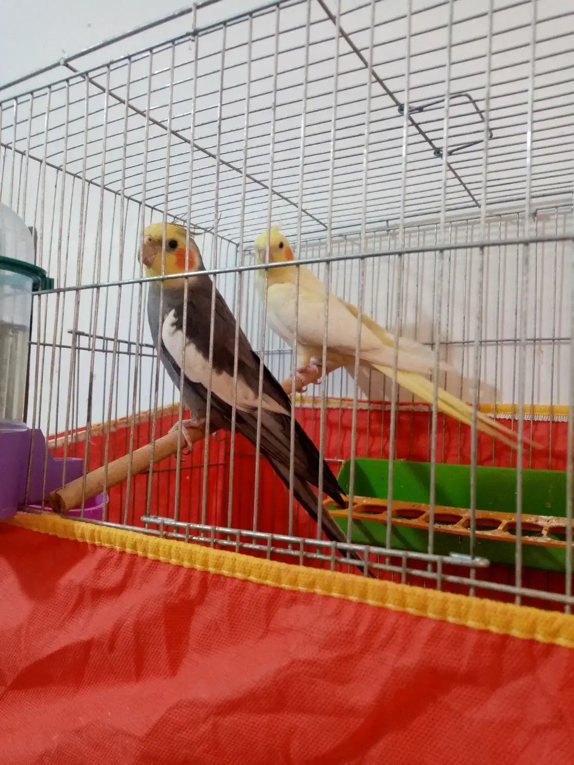 جهت عروس هلندی بشرت تخم وجوجه.|پرنده|مهریز, |دیوار