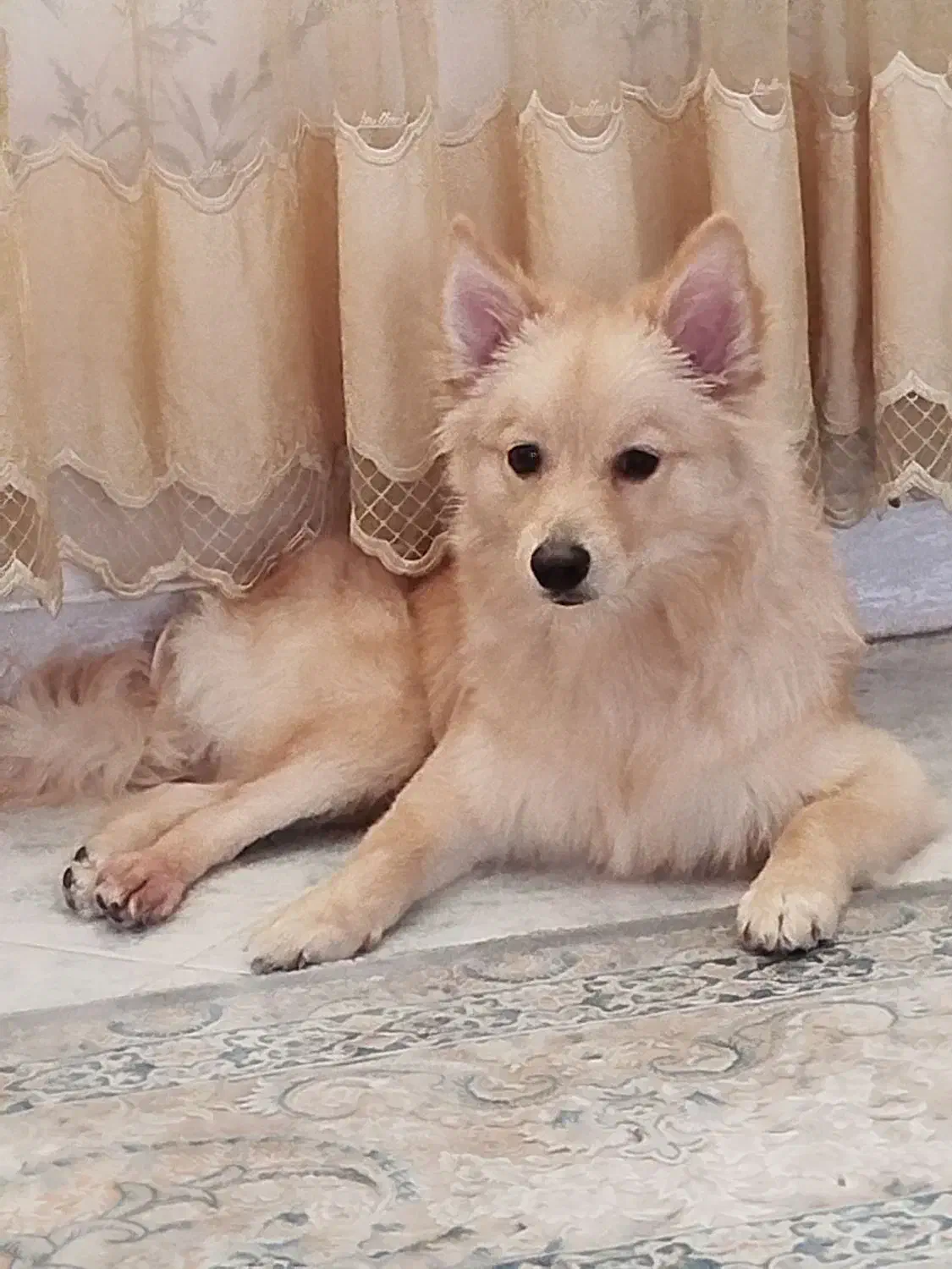 پامر شیش ماهه|سگ|فردیس, شهرک وحدت|دیوار