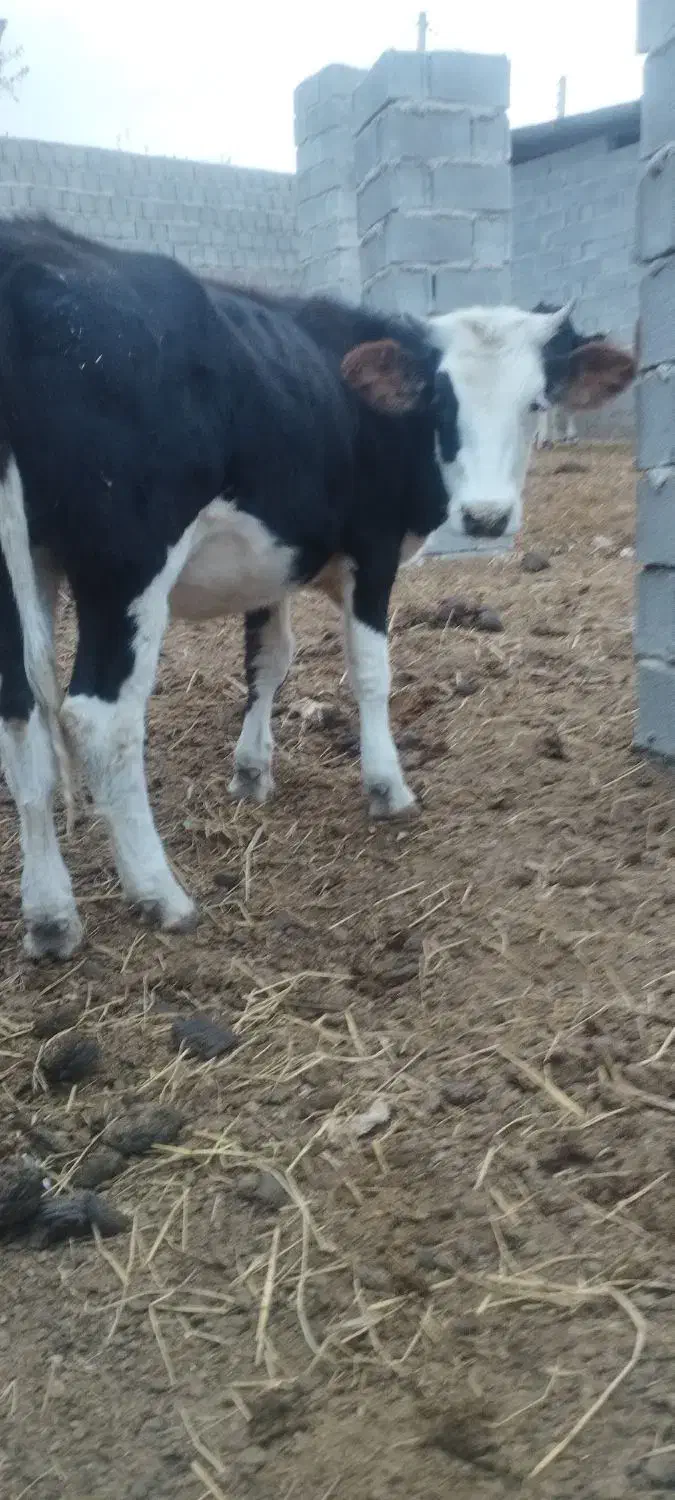 گاو|حیوانات مزرعه|فراغی, |دیوار