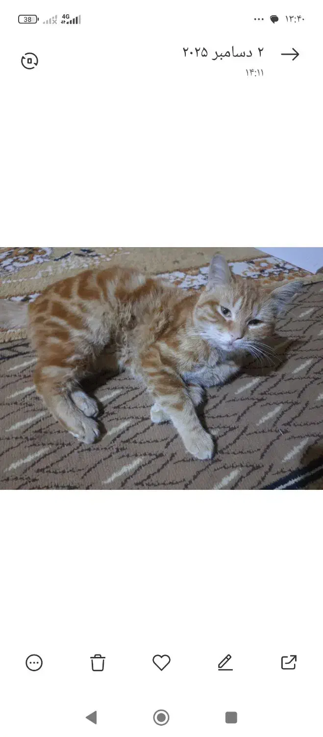 گربه بنام انور|گربه|حمیدیه, |دیوار