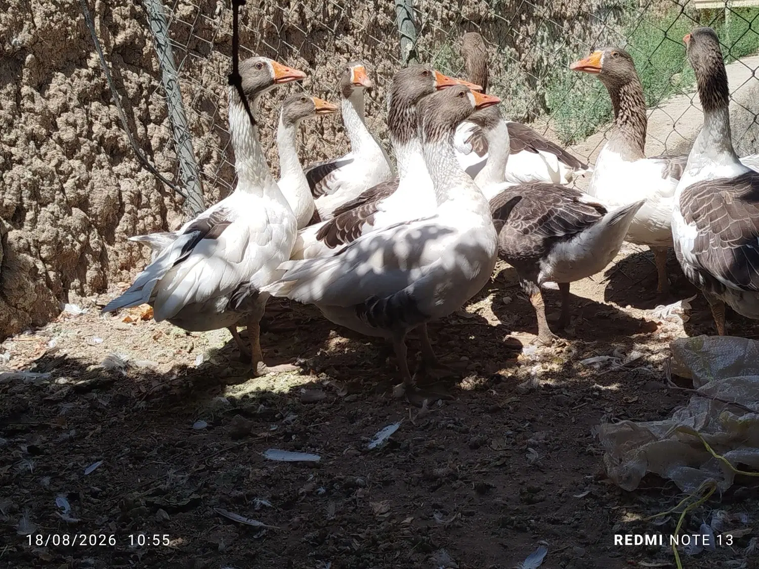 غاز|حیوانات مزرعه|اصفهان, سرشبادران|دیوار