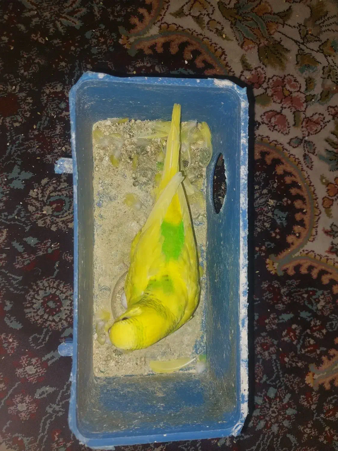 مرغ عشق مولد با قیمت استثنایی|پرنده|شیراز, دلجو|دیوار