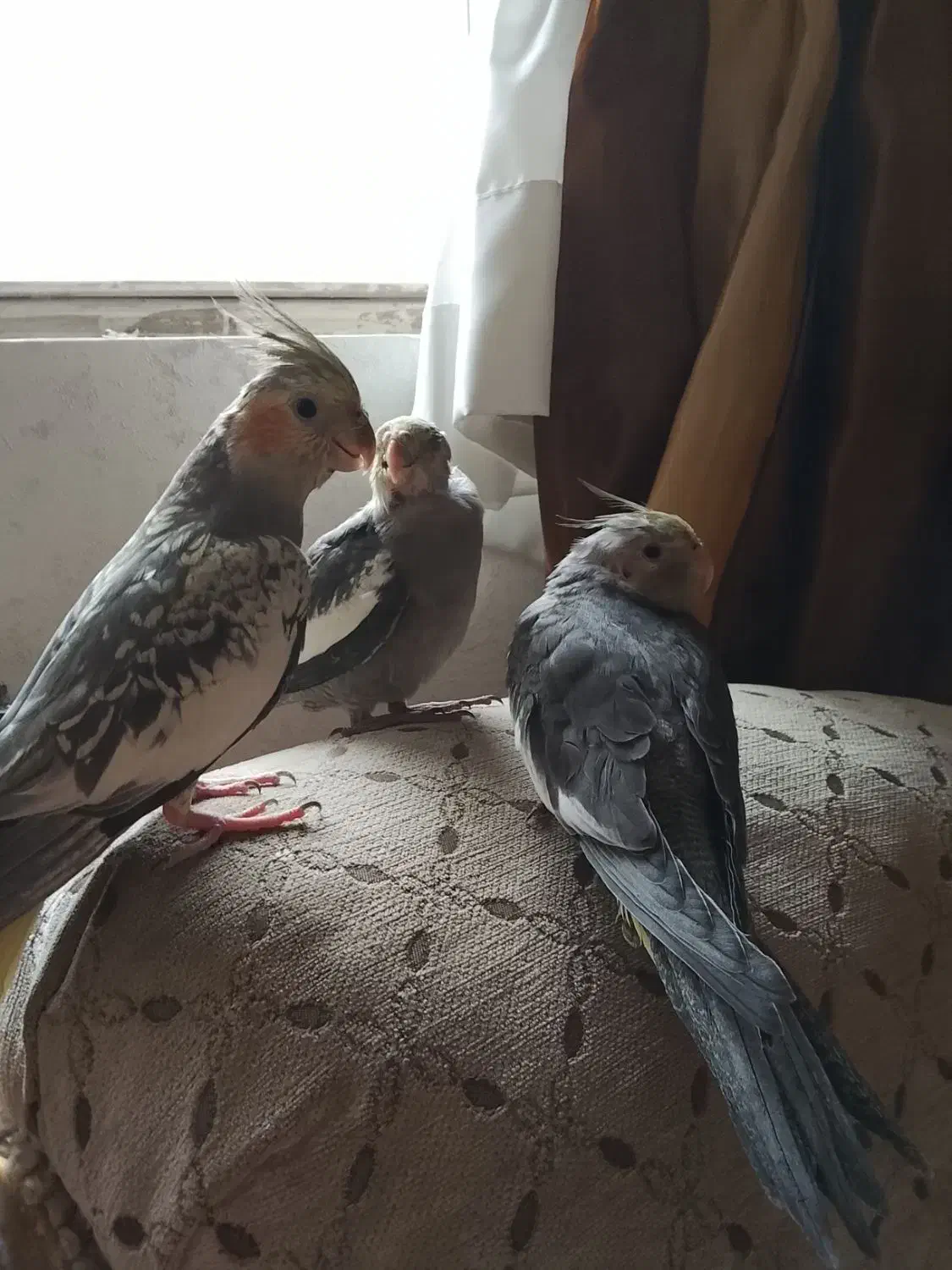 پرنده|پرنده|تهران, قیام|دیوار