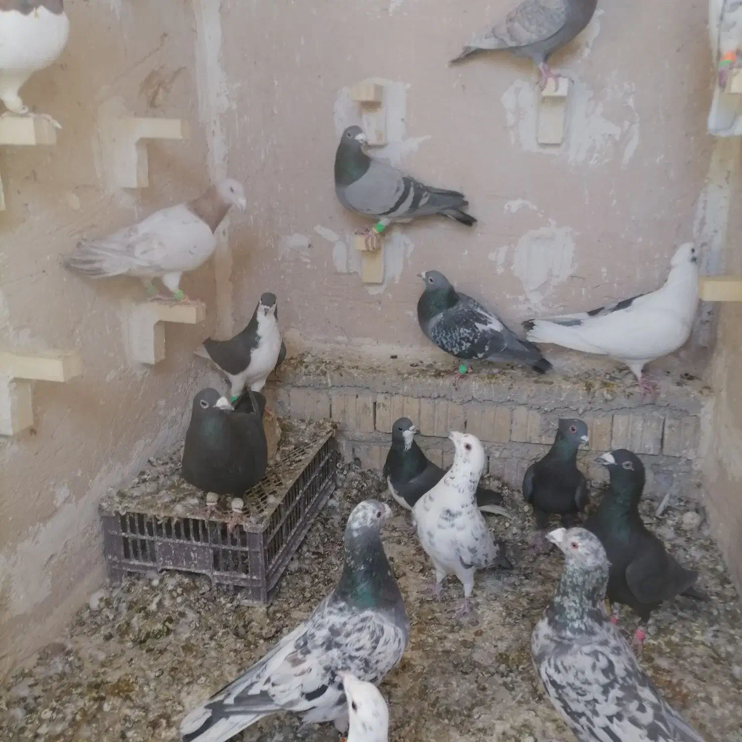 دس کفتری فروشی|پرنده|آباده, |دیوار