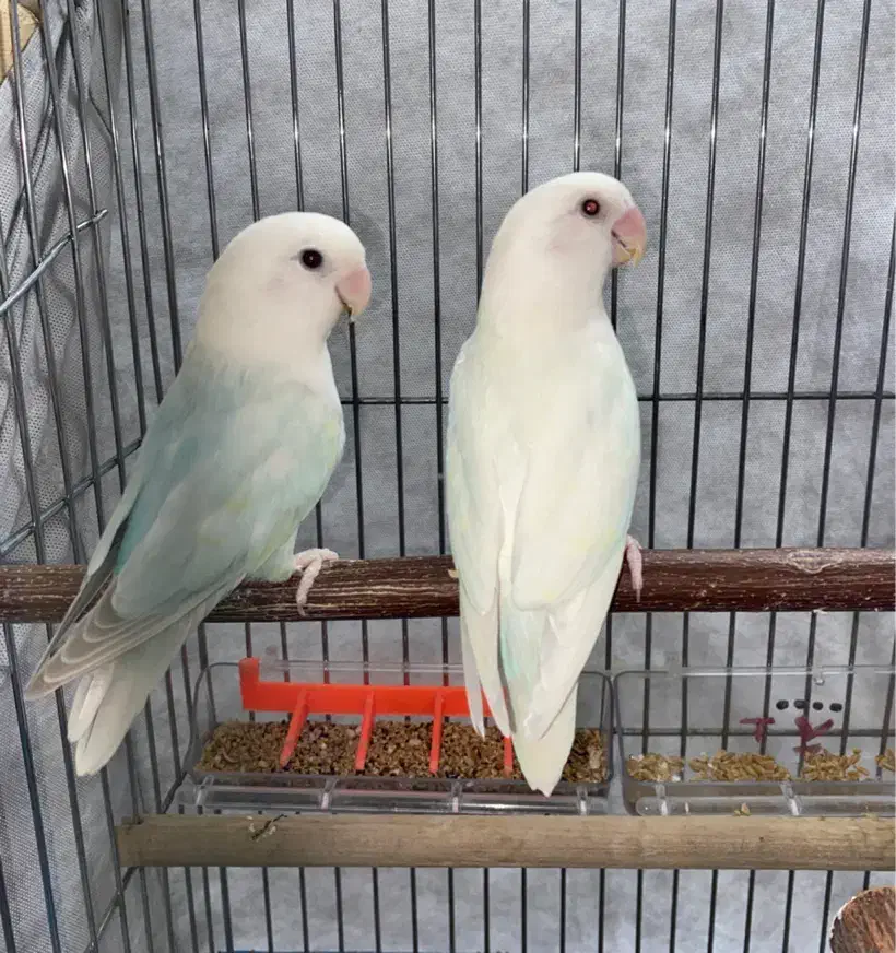 طوطی کوتوله برزیلی مارال یاسی مولد|پرنده|رشت, سعدی (تختی)|دیوار