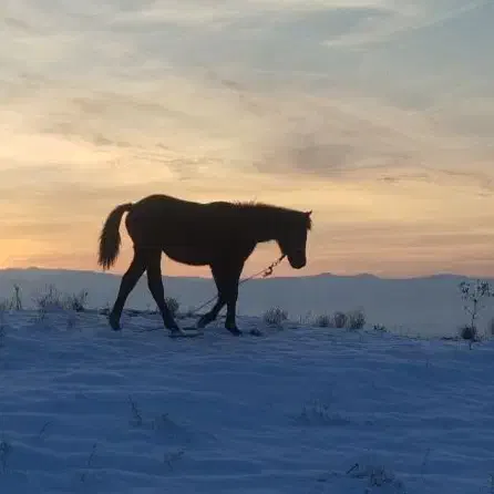 کره مادیان10ماه|اسب و تجهیزات اسب‌سواری|شیروان (خراسان), |دیوار