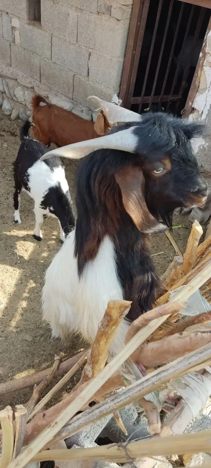 فروشی|حیوانات مزرعه|دامن, |دیوار