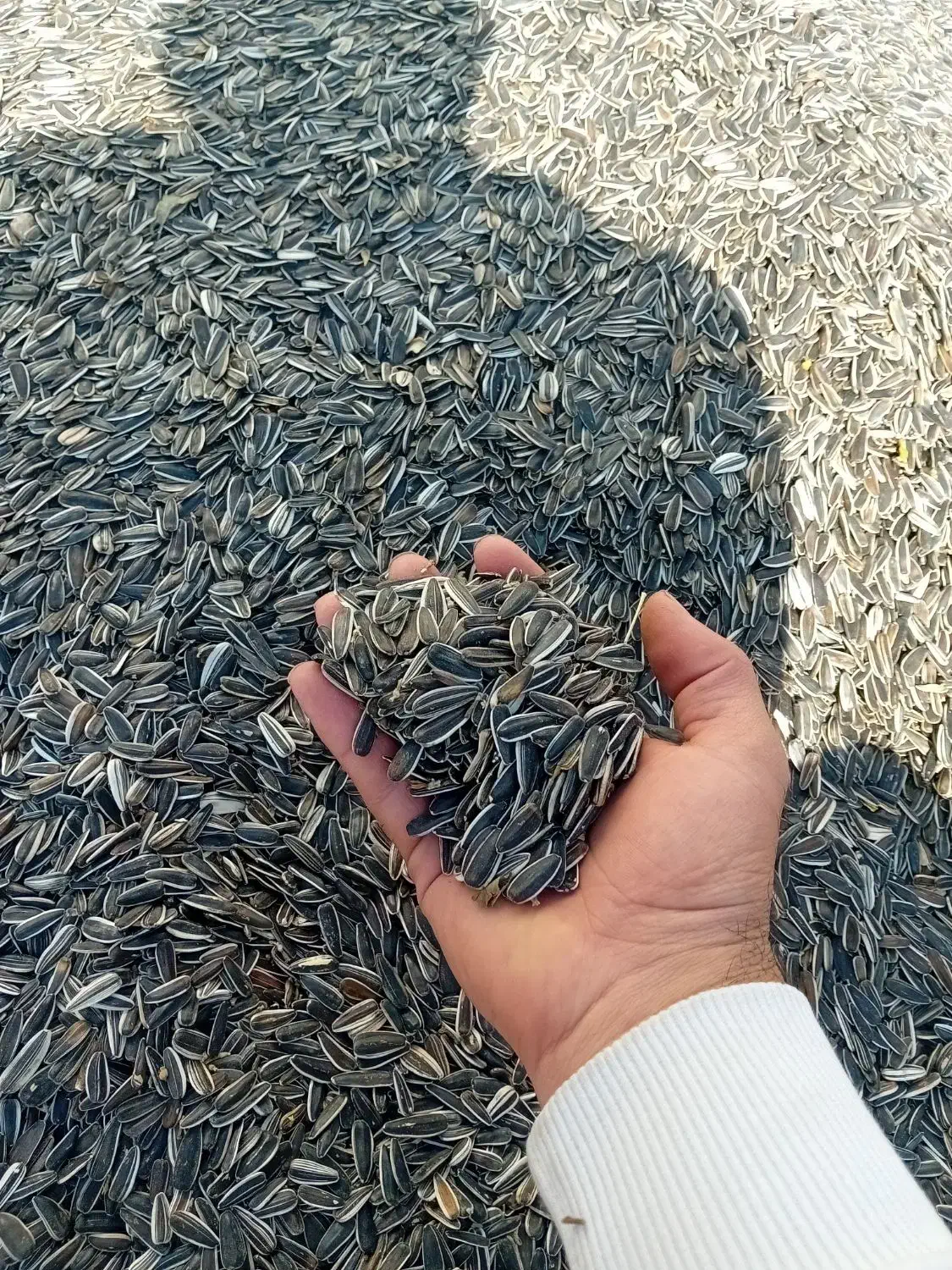 تخمه افتابگردان و سنجد  فروش فوری بصورت عمده|خوردنی و آشامیدنی|ماهنشان, |دیوار