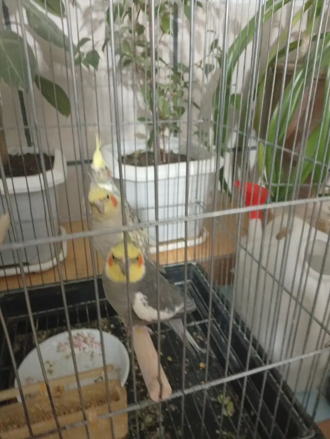 عروس هلندی|پرنده|زاینده رود, |دیوار