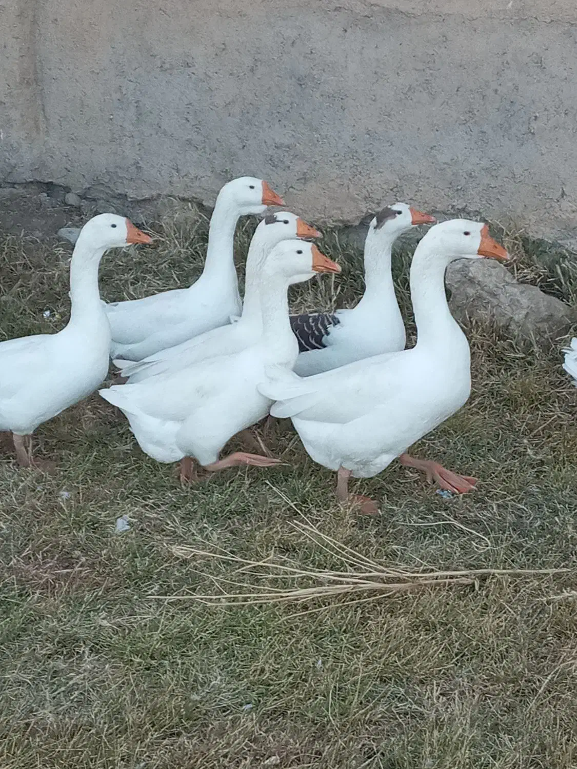 یه جفت قوغاز|حیوانات مزرعه|بروجرد, |دیوار