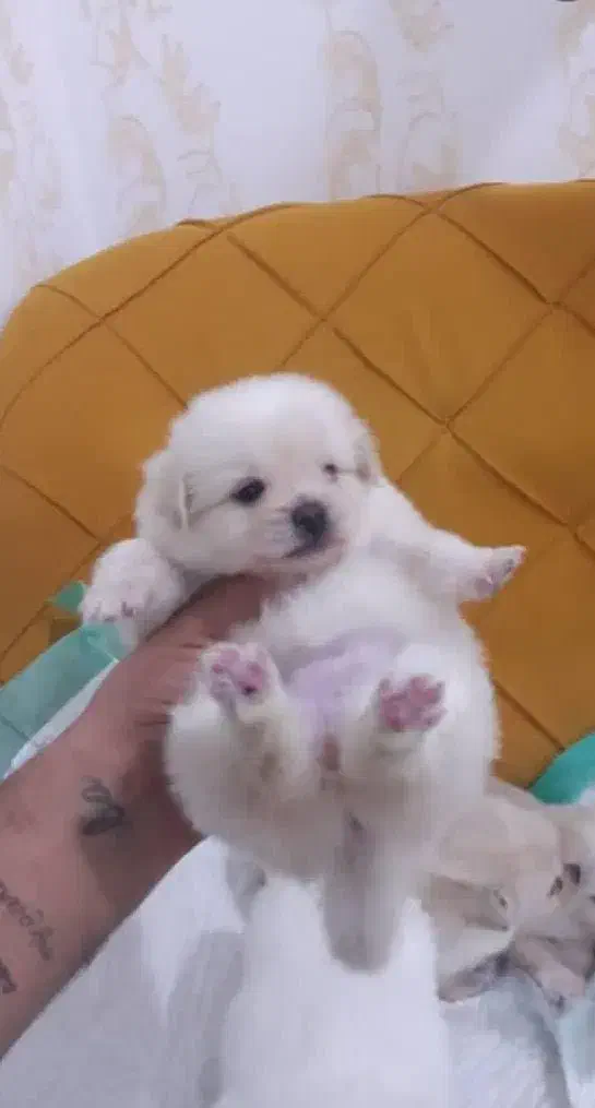 توله سگ جیبی عروسکی فقط ۲۹۰۰|سگ|قزوین, |دیوار