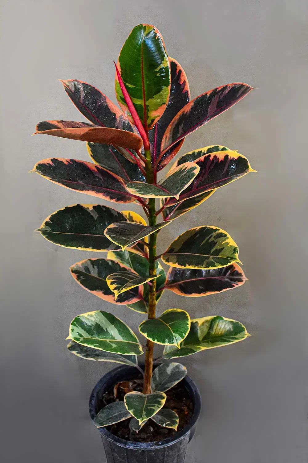 قلمه فیکوس|گل و گیاه طبیعی|میبد, |دیوار