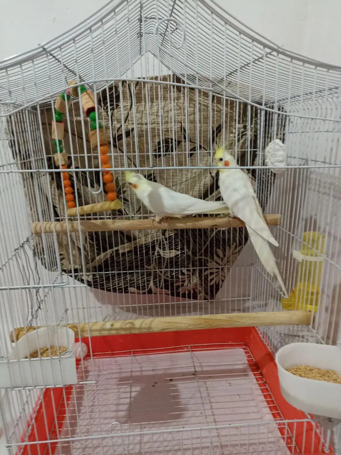 جفت عروس هلندی بالوازم وقفس|پرنده|رامسر, |دیوار