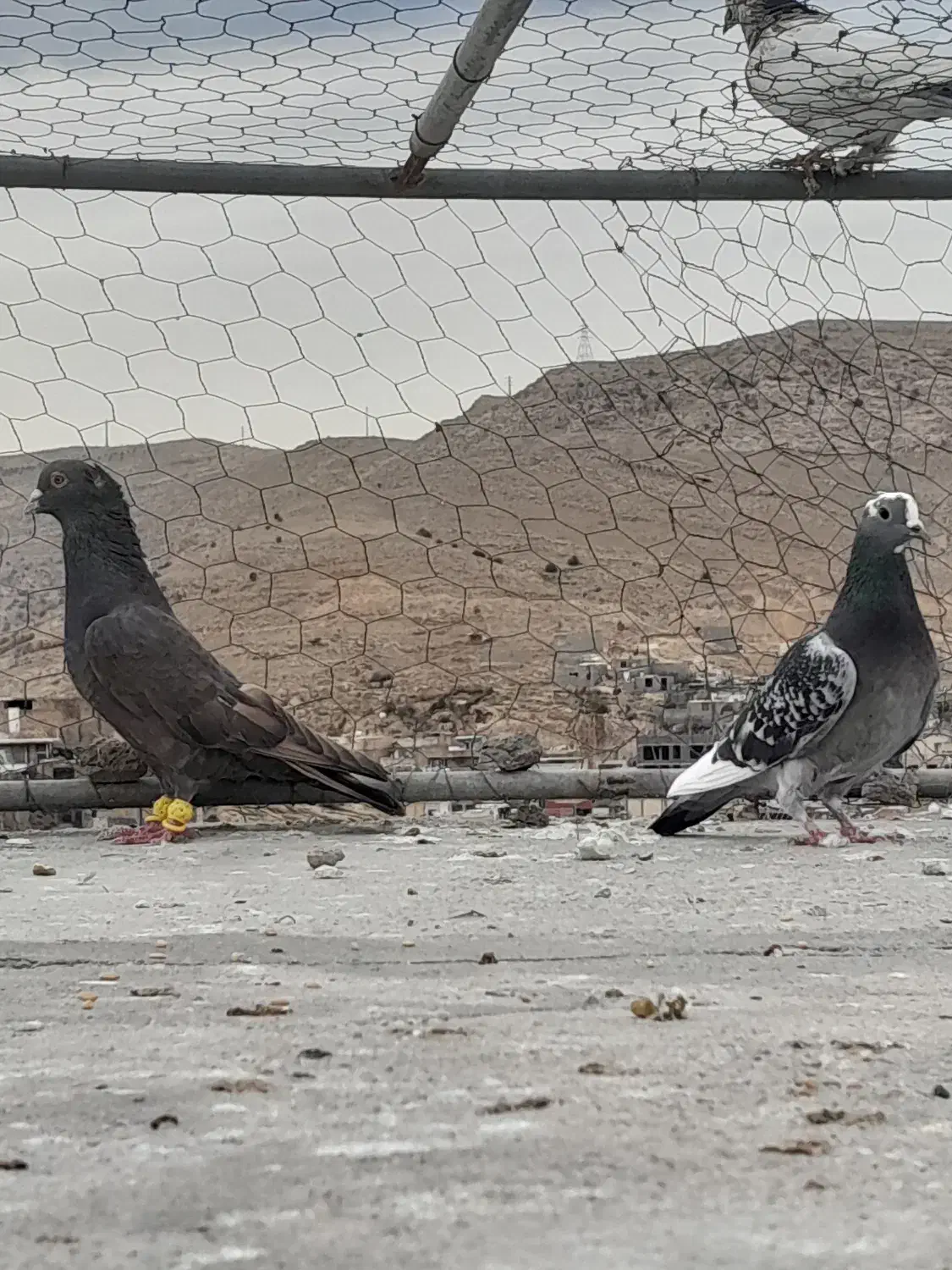 کبوتر|حیوانات|شیراز, نیستان|دیوار