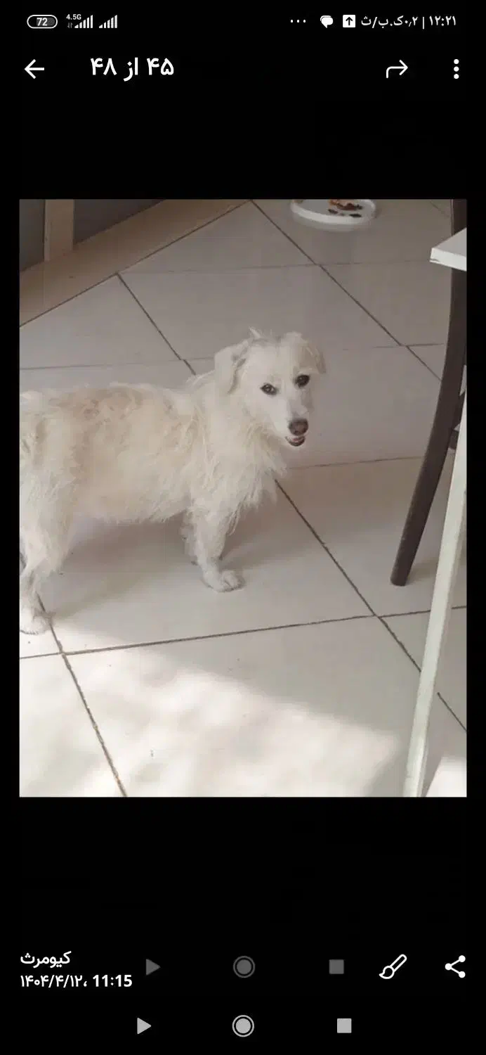 سگ گمشده|حیوانات|تهران, نارمک|دیوار