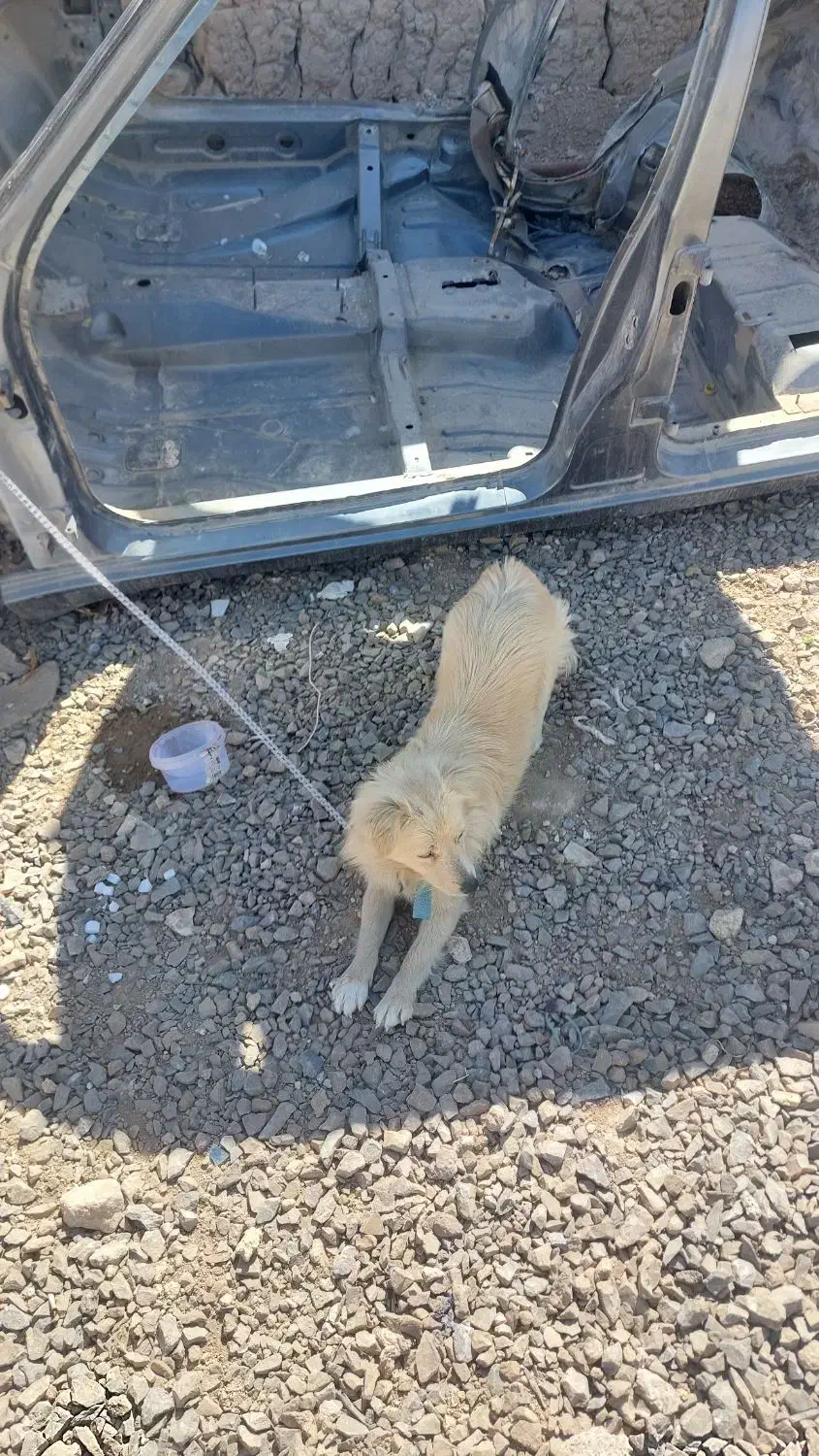 پیدا شدن سگ|حیوانات|اصفهان, محمودآباد|دیوار