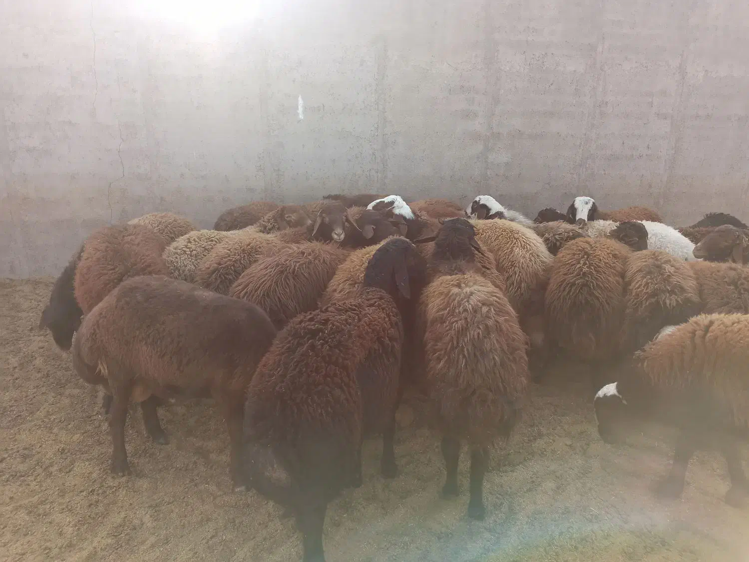 بره نر|حیوانات مزرعه|تربتحیدریه, پائین ولایت|دیوار