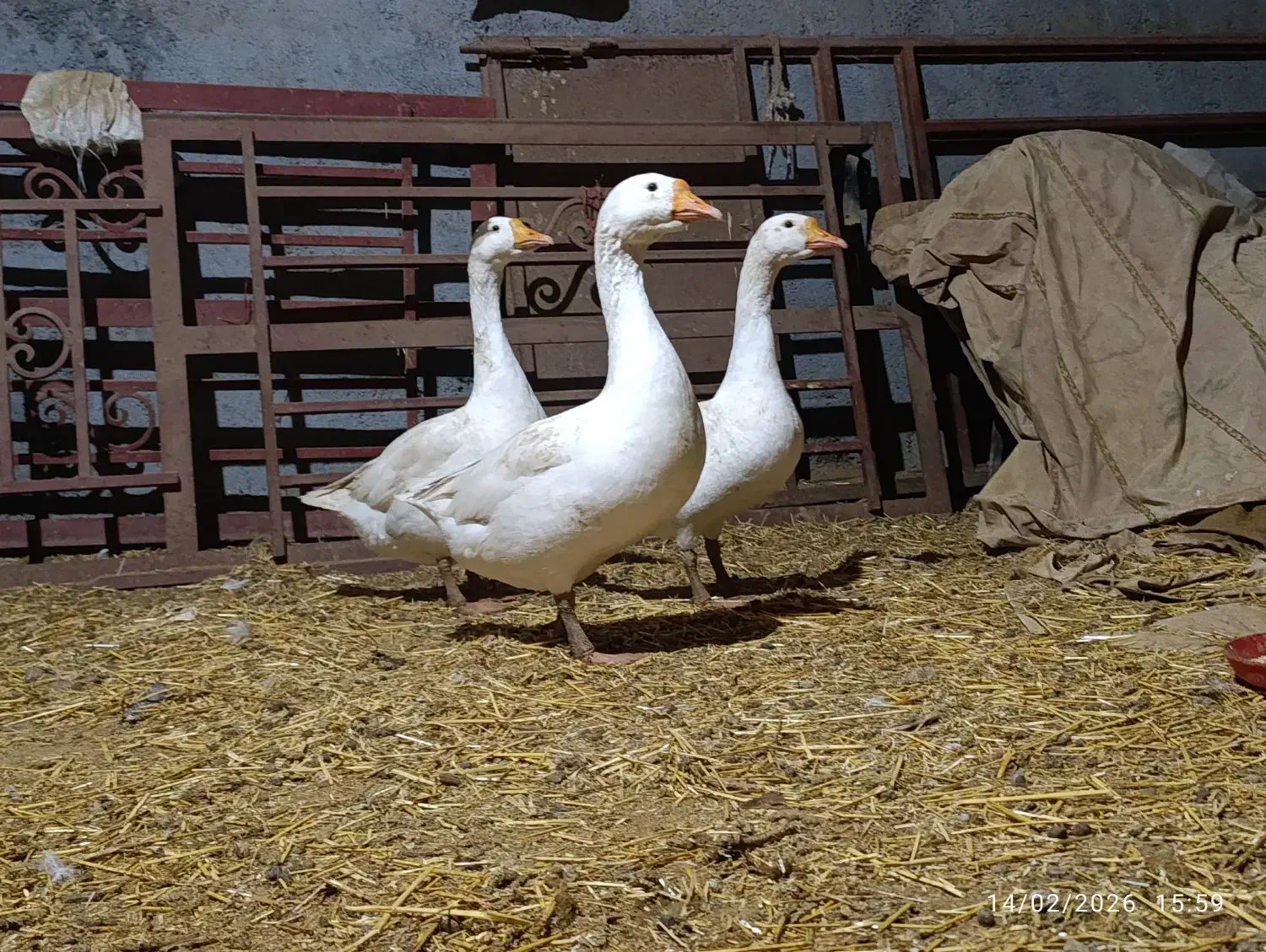 قوغاز|حیوانات مزرعه|خمین, |دیوار