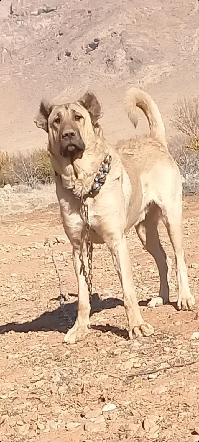 گمشده  سگ|حیوانات|نهاوند, |دیوار