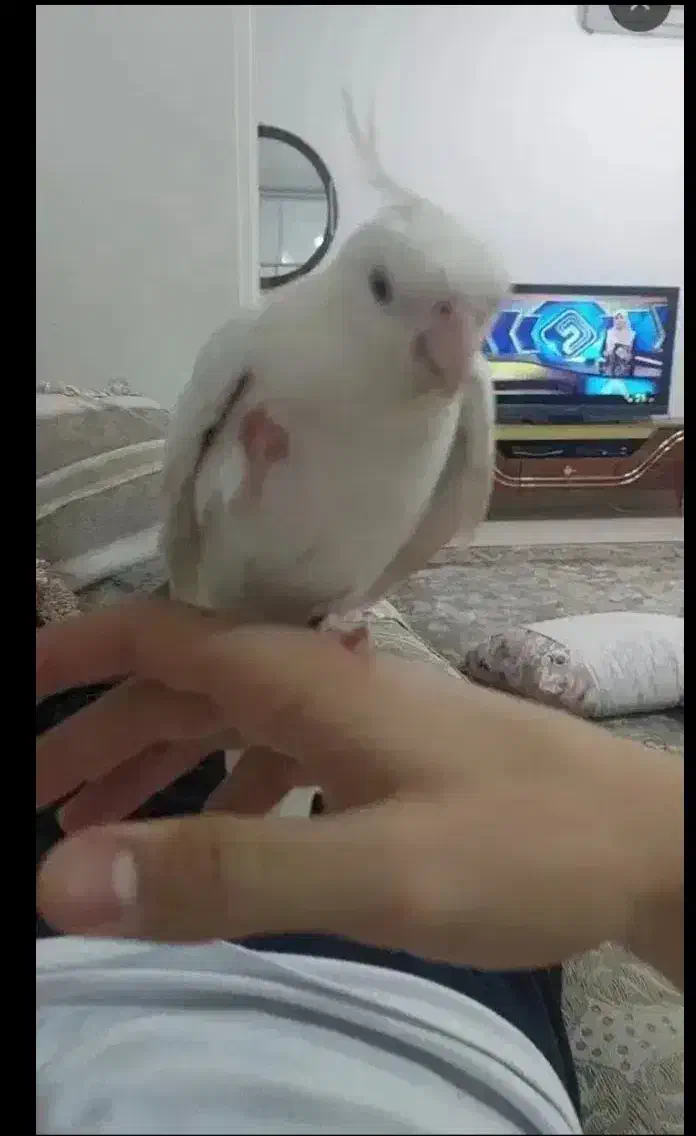 عروس هلندی آلبینو|پرنده|چهاردانگه (تهران), |دیوار