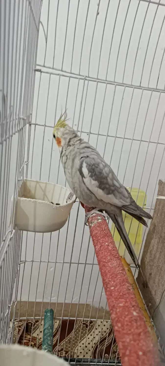 عروس هلندی|پرنده|دهلران, |دیوار