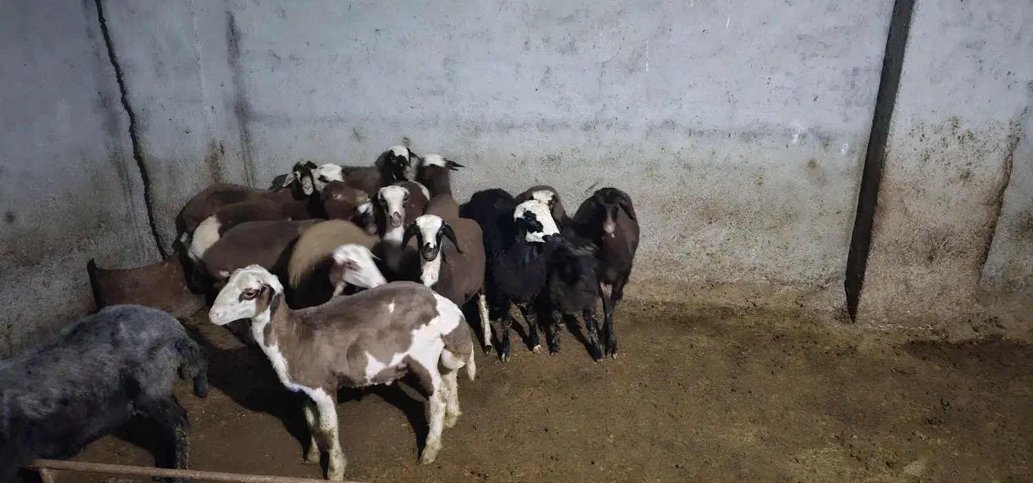 بره پرواری|حیوانات مزرعه|ساری, |دیوار