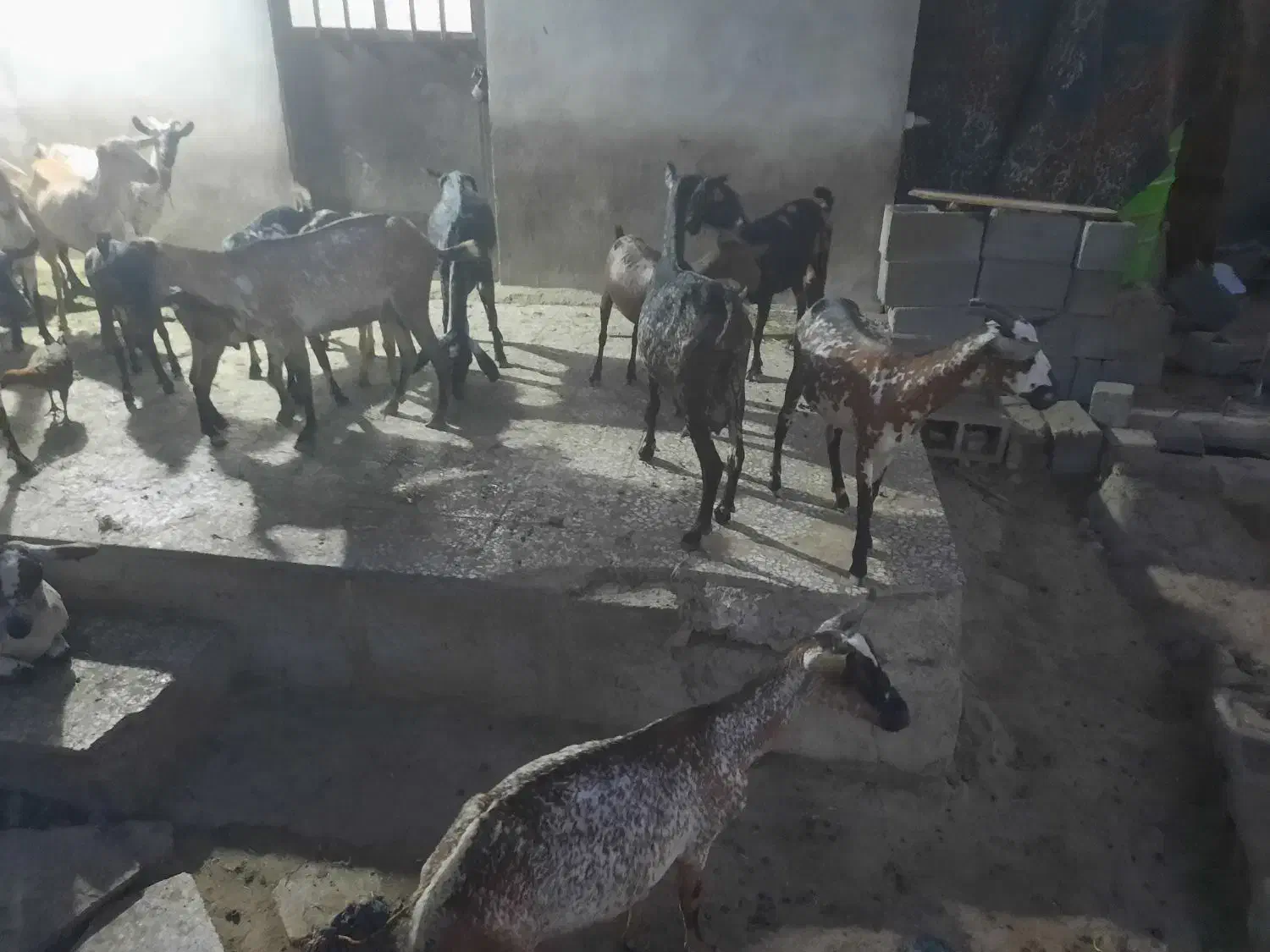 بز و کهره|حیوانات مزرعه|بندرعباس, |دیوار