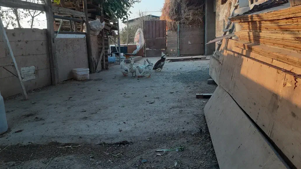 مرغ و خروس گلین|حیوانات مزرعه|هشتگرد, شهرک وحدت|دیوار