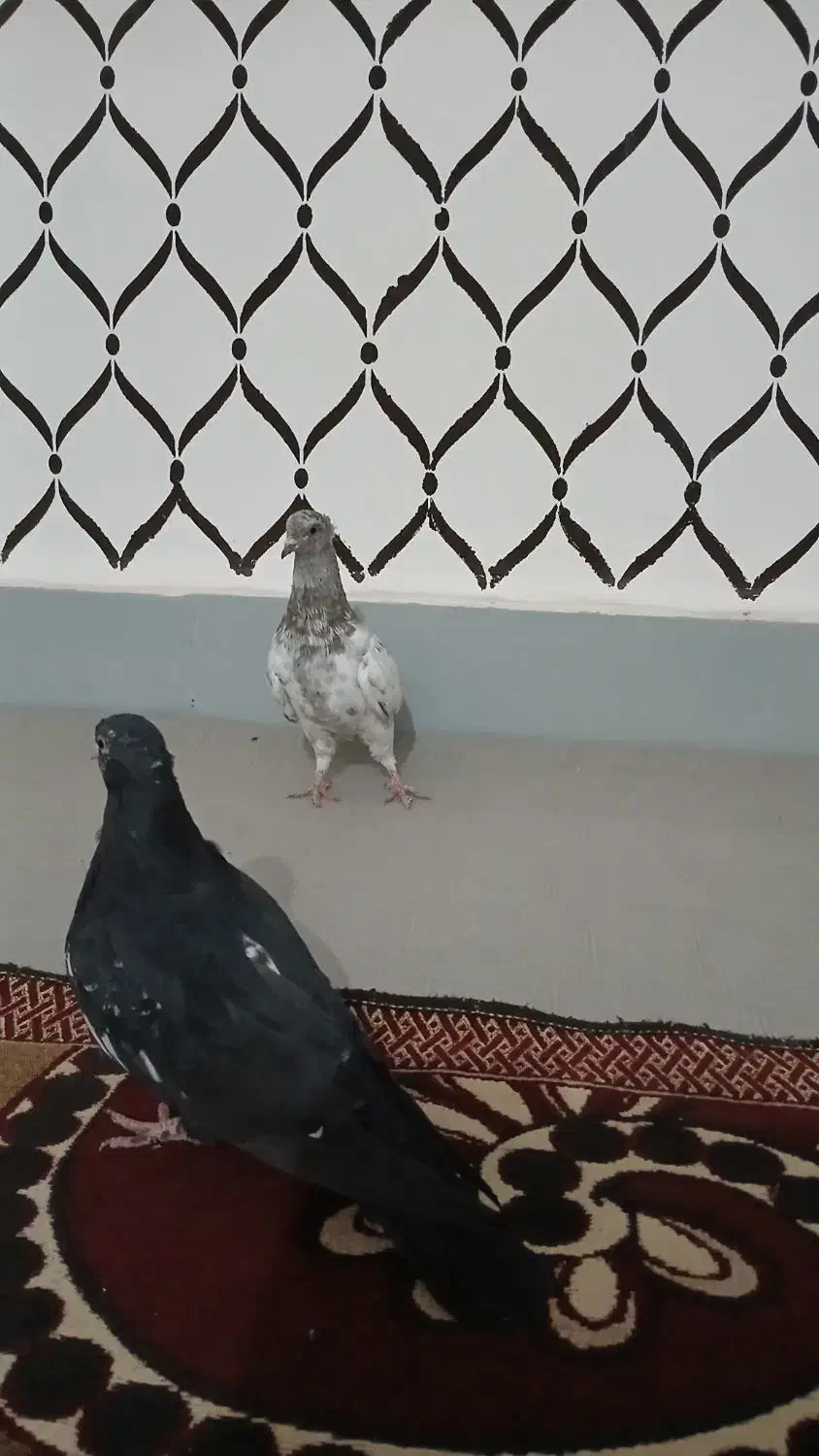 جوجه کبوتر کیله|پرنده|سوسنگرد, |دیوار