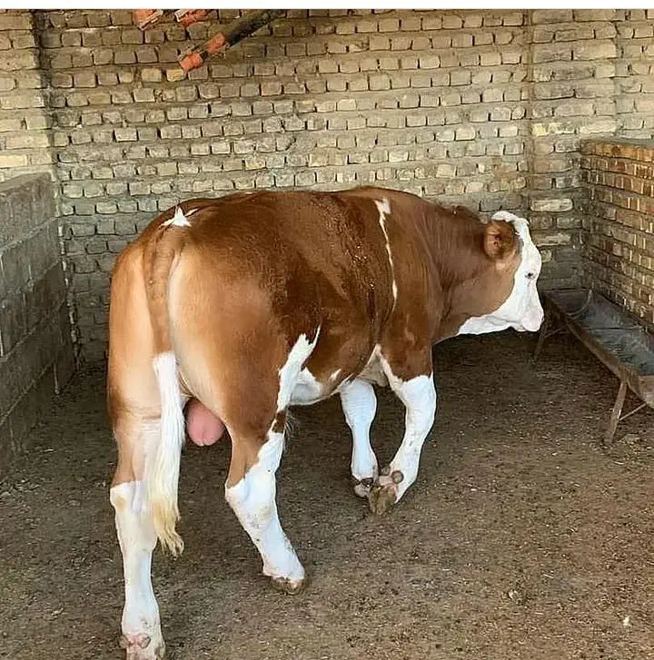 فروش گوساله|حیوانات مزرعه|تهران, انبار نفت|دیوار