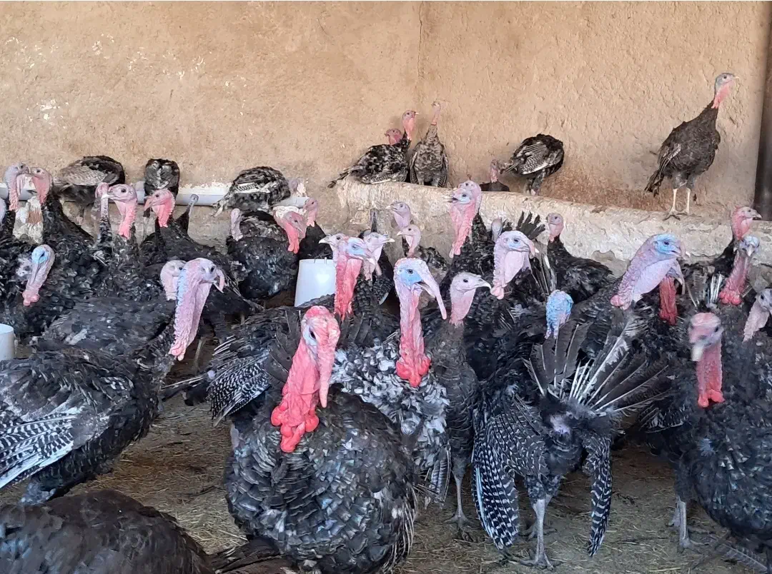 بوقلمون پروار|حیوانات مزرعه|شباب, |دیوار