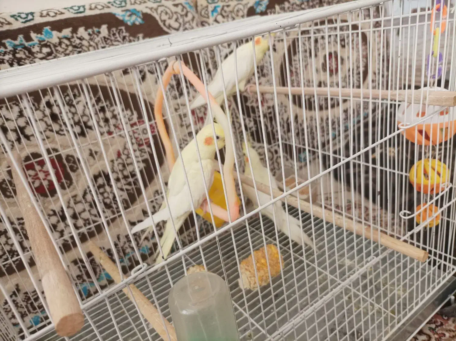 عروس هلندی|پرنده|سبزوار, اسلام آباد|دیوار