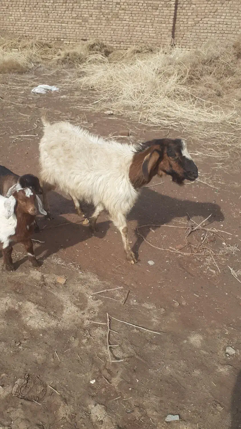 یک عدد بز زاییده|حیوانات مزرعه|سبزوار, قصبه غربی|دیوار