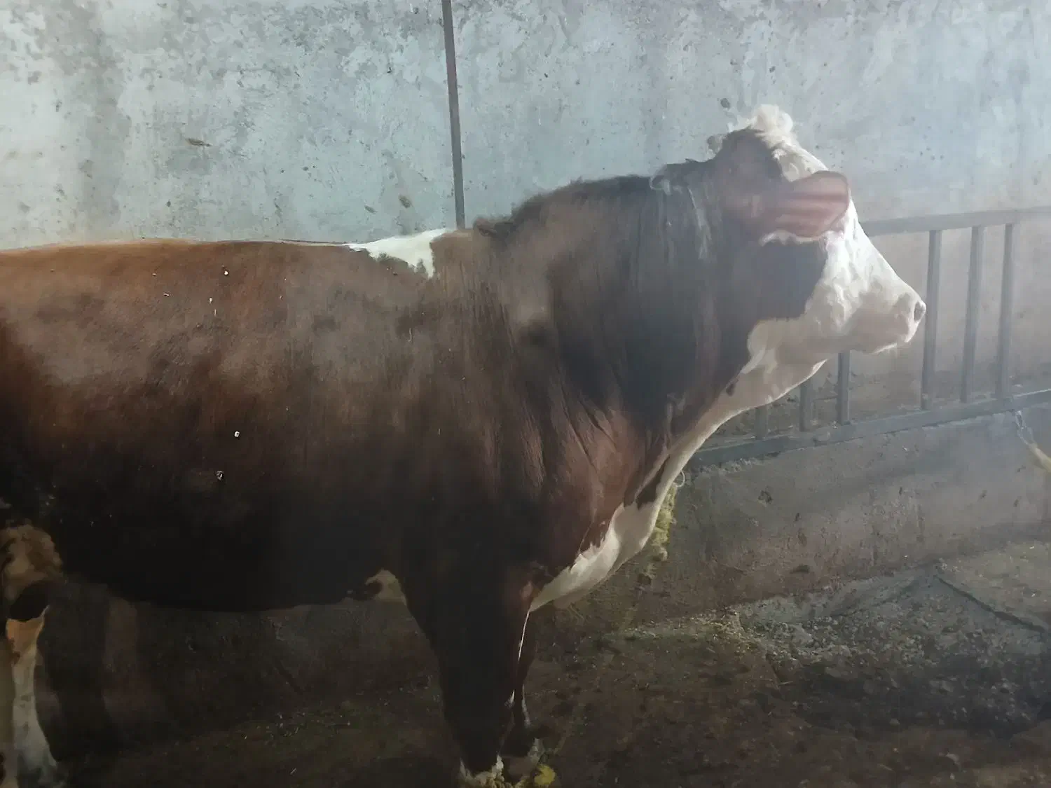 گاو گوشتی|حیوانات مزرعه|تیکمه داش, |دیوار