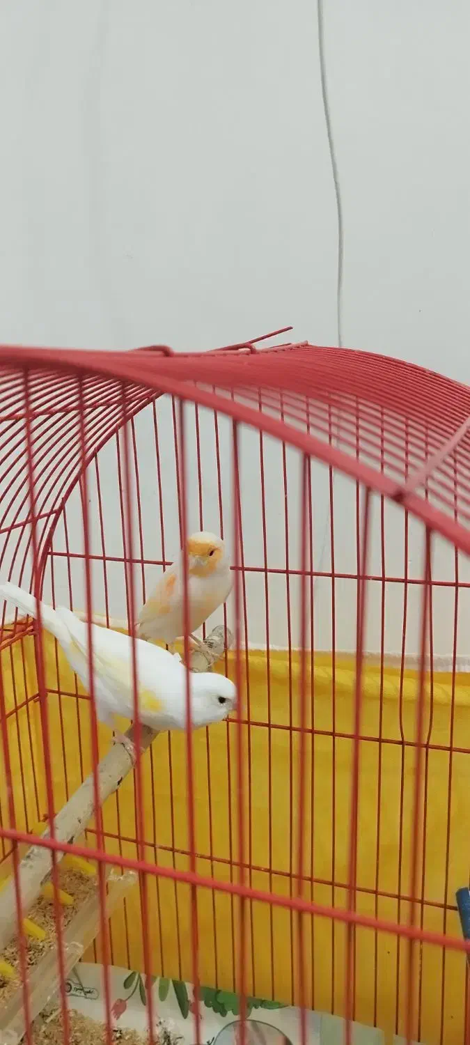 جفت قناری|پرنده|اردبیل, |دیوار