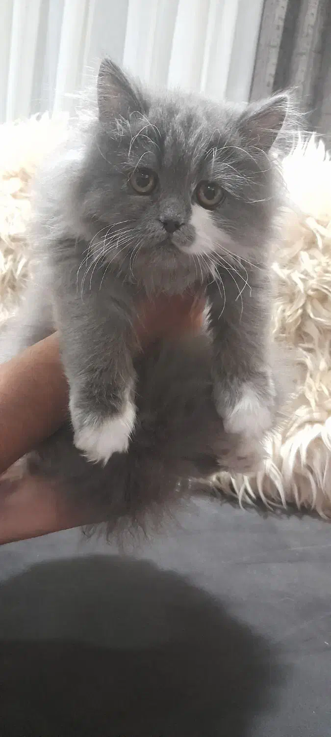 گربه پرشین|گربه|تهران, خواجه نظام الملک|دیوار