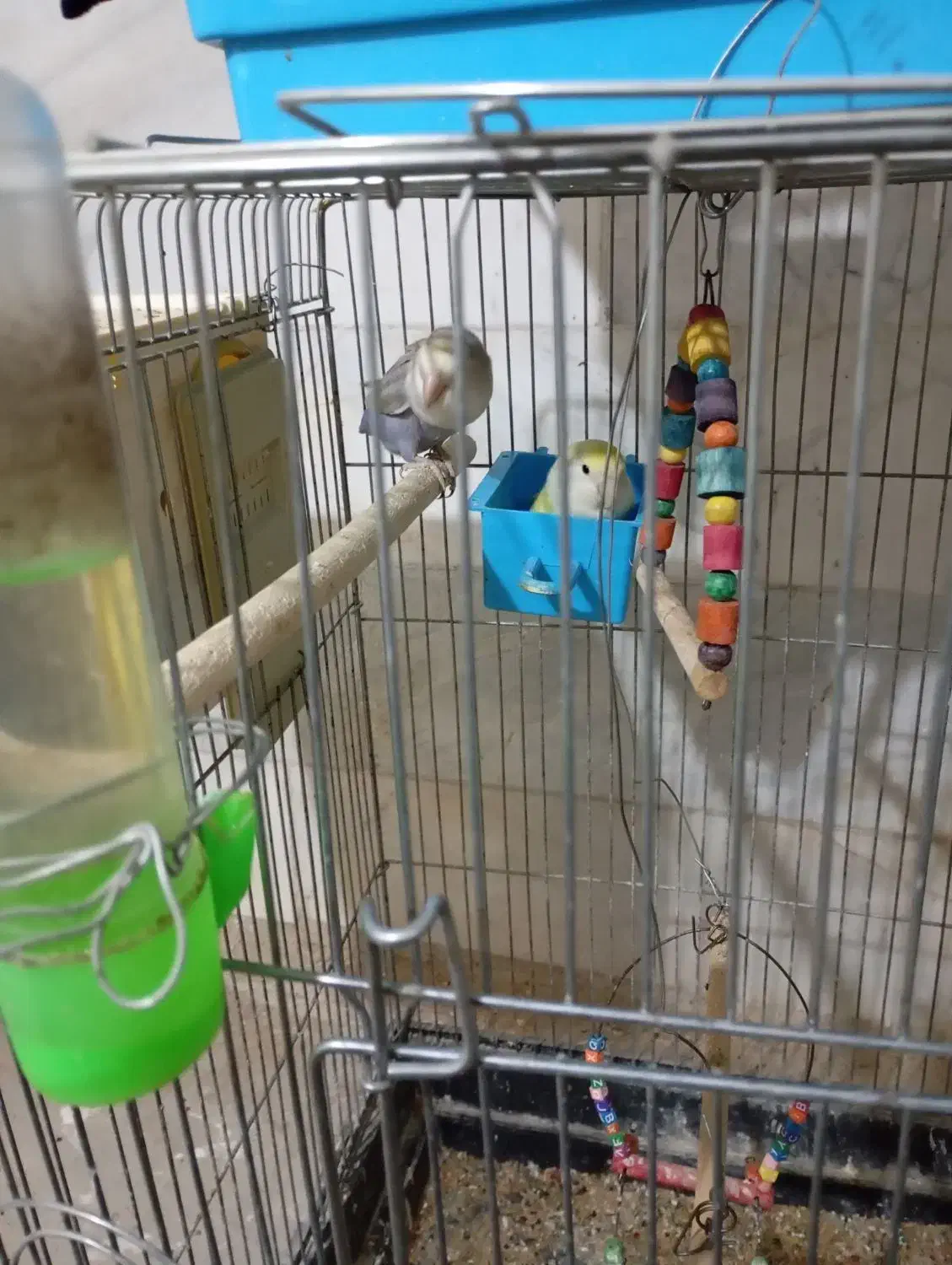 طوطی|پرنده|سنندج, |دیوار